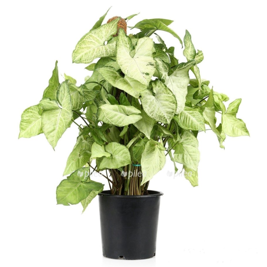 Сингониум ушковидный Syngonium auritum