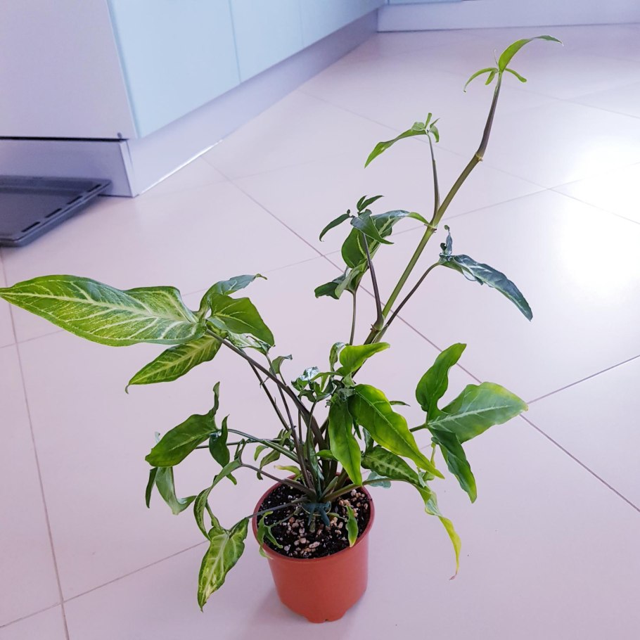 Сингониум ушковидный Syngonium auritum