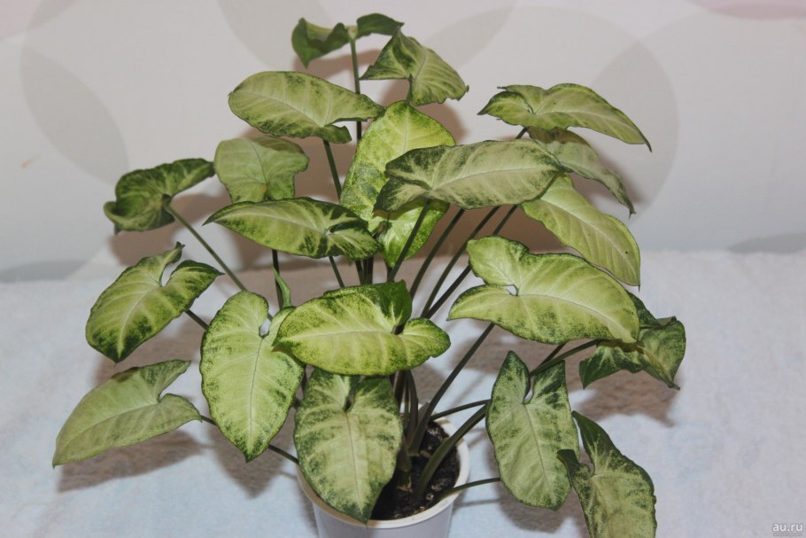 Сингониум Подофиллум