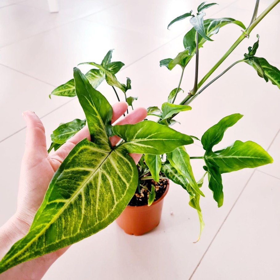 Сингониум мелколистный