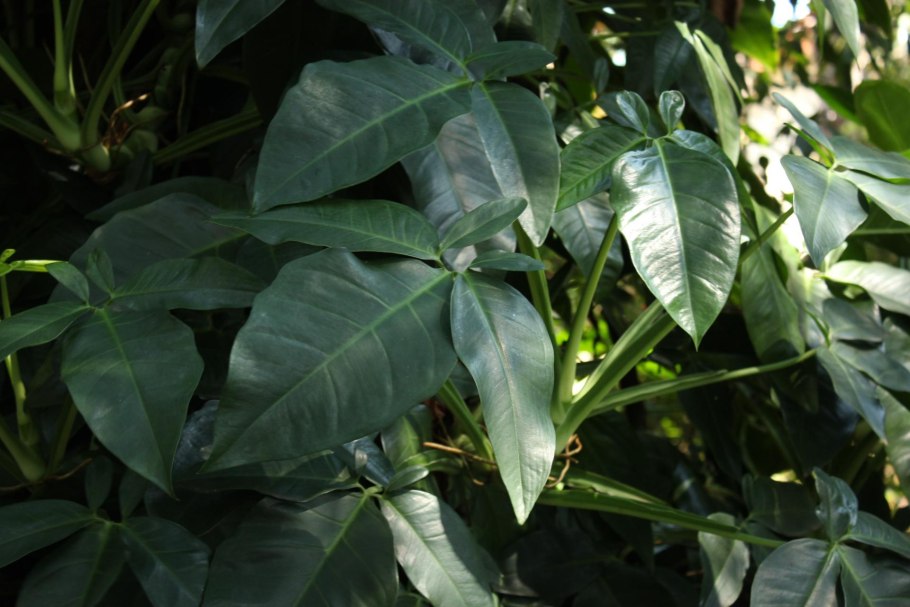 Сингониум Арроу