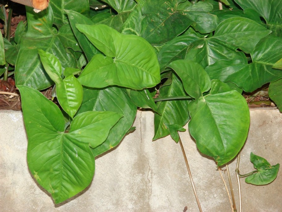 Сингониум ножколистный