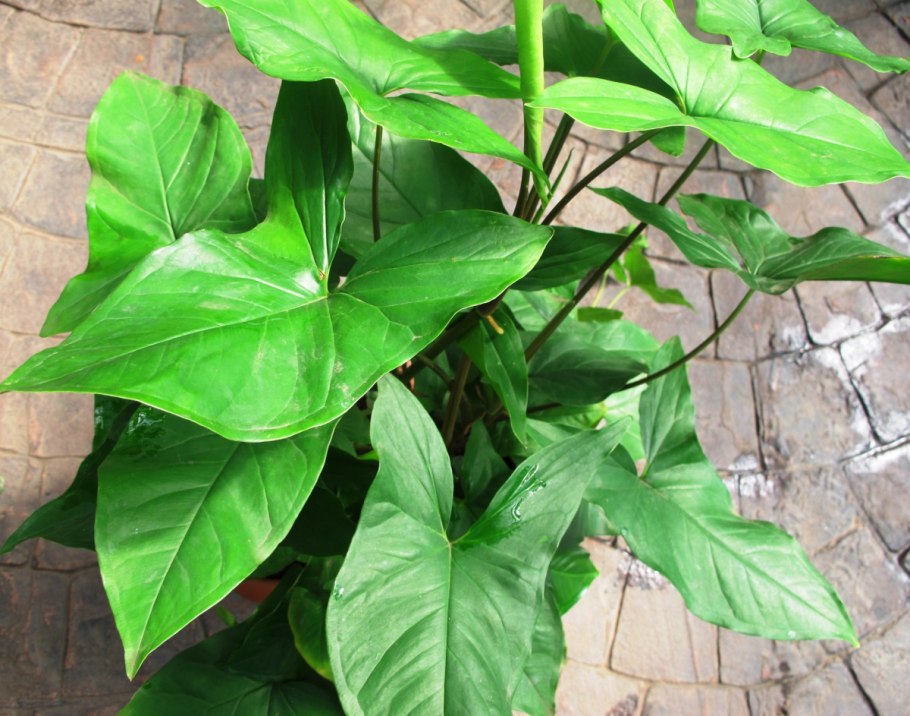 Сингониум макролистный