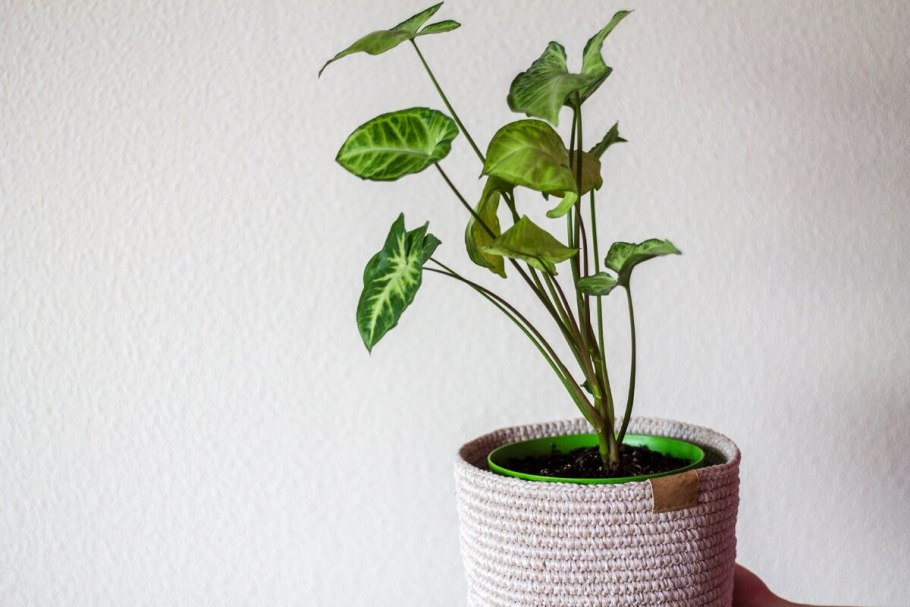 Сингониум auritum