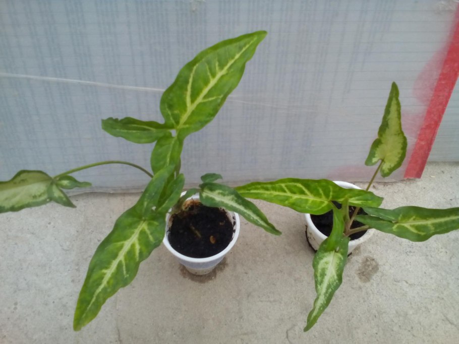 Сингониум Лиана растения