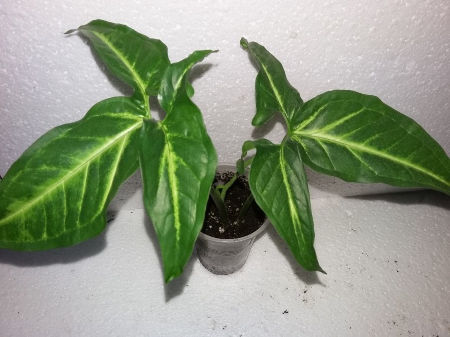 Сингониум ушковатый