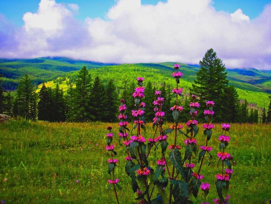 Алтай цветы сон-трава прострел