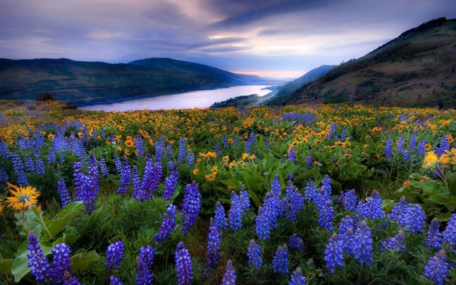 Альпийские Луга Кавказа . Эдельвейс