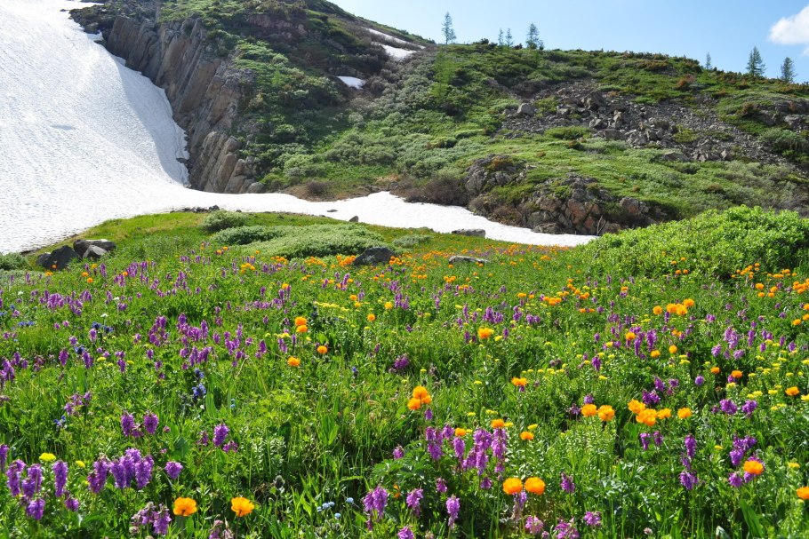 Травы Алтая Белокуриха