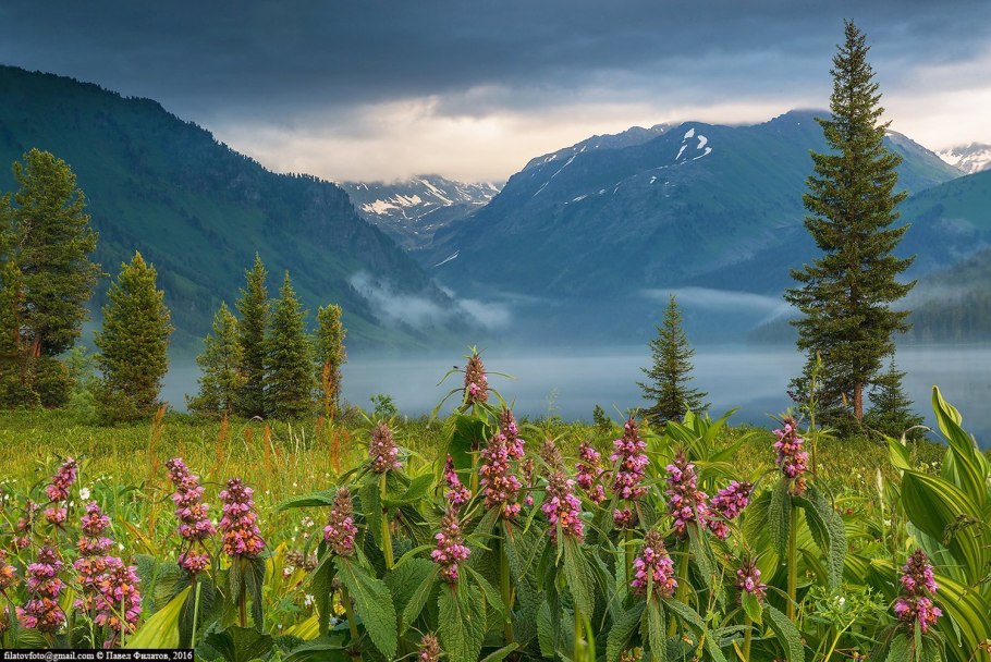Горный цветок Алтайский Аконит