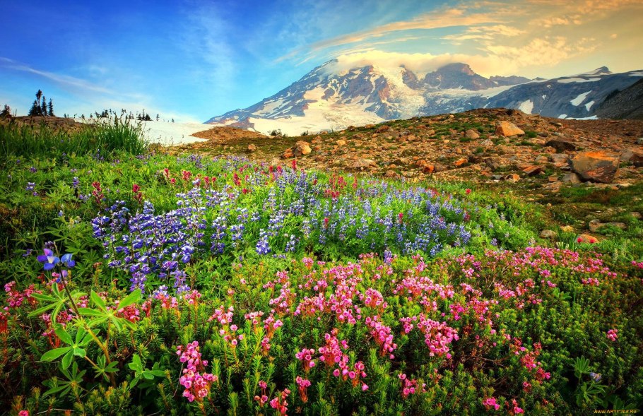 Сибирские травы Алтая