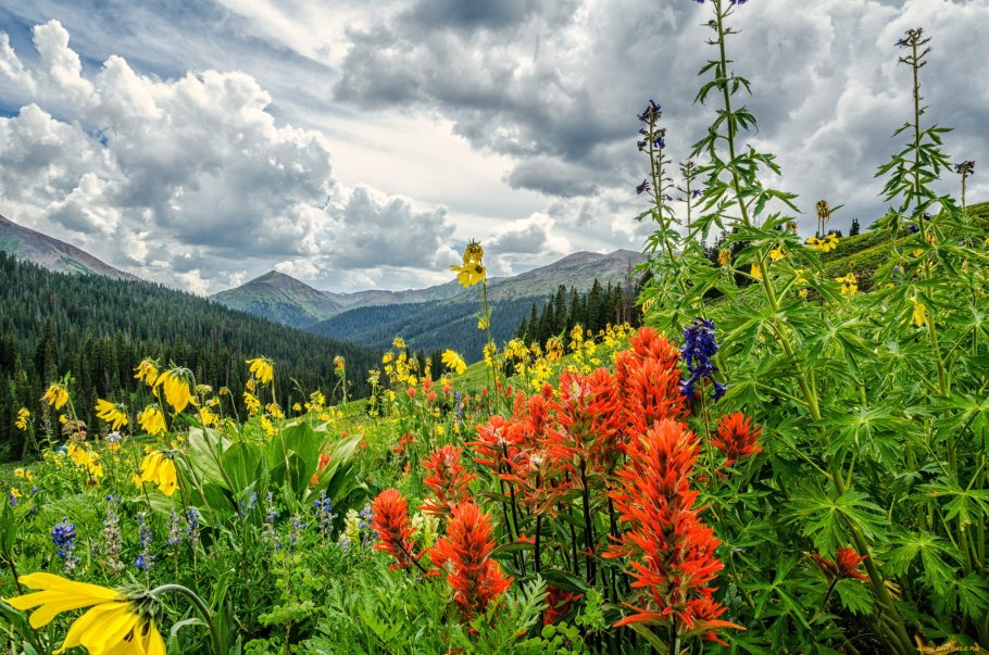 Цветущие поля Хоккайдо