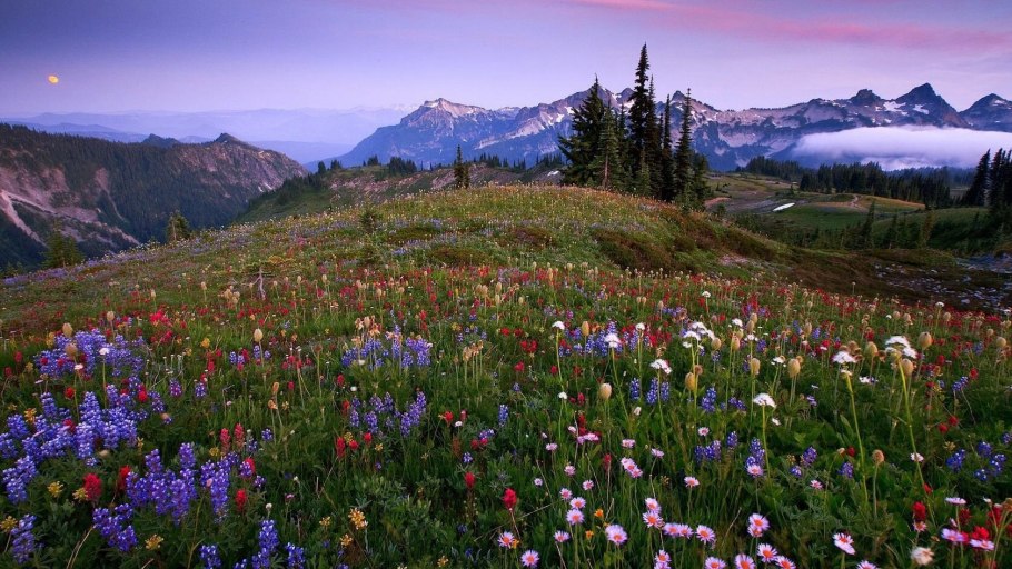 Кузнецкий Алатау кипрей