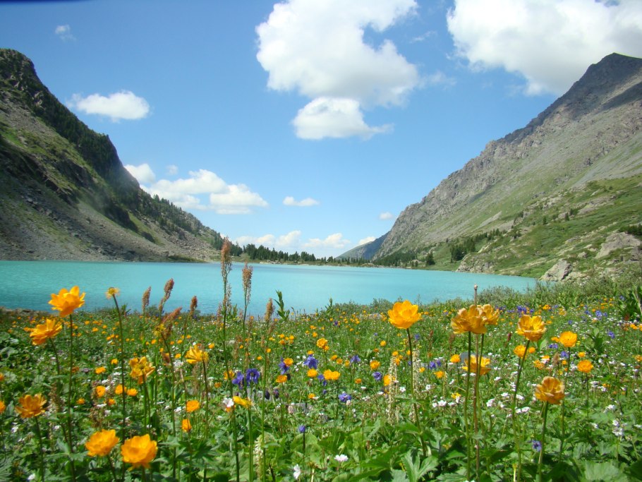 Горный Алтай горные травы Алтая