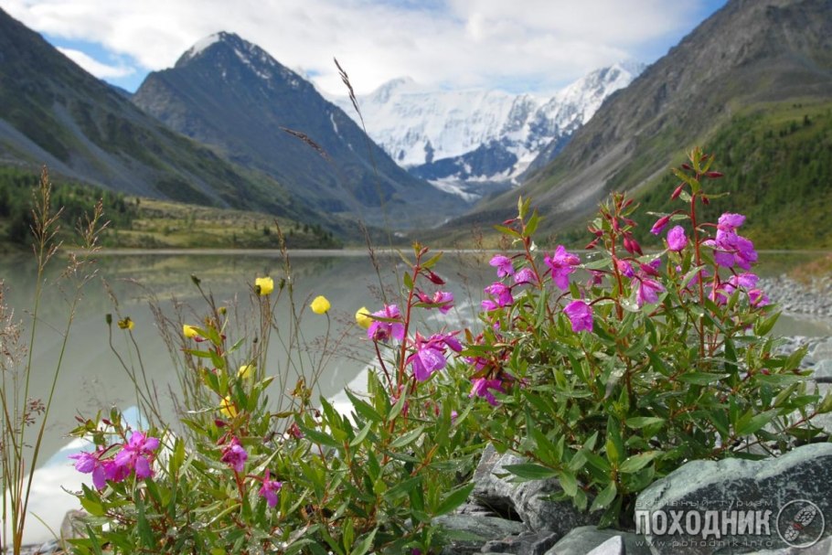 Алтай цветы Шавлинское