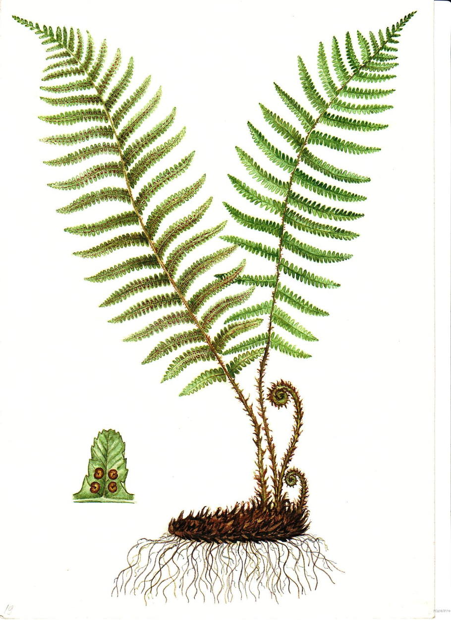 Щитовник мужской dryopteris filix-mas
