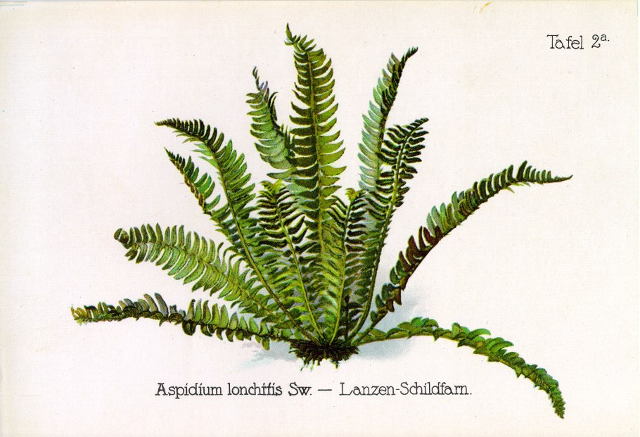 Фурканс папоротник Щитовник