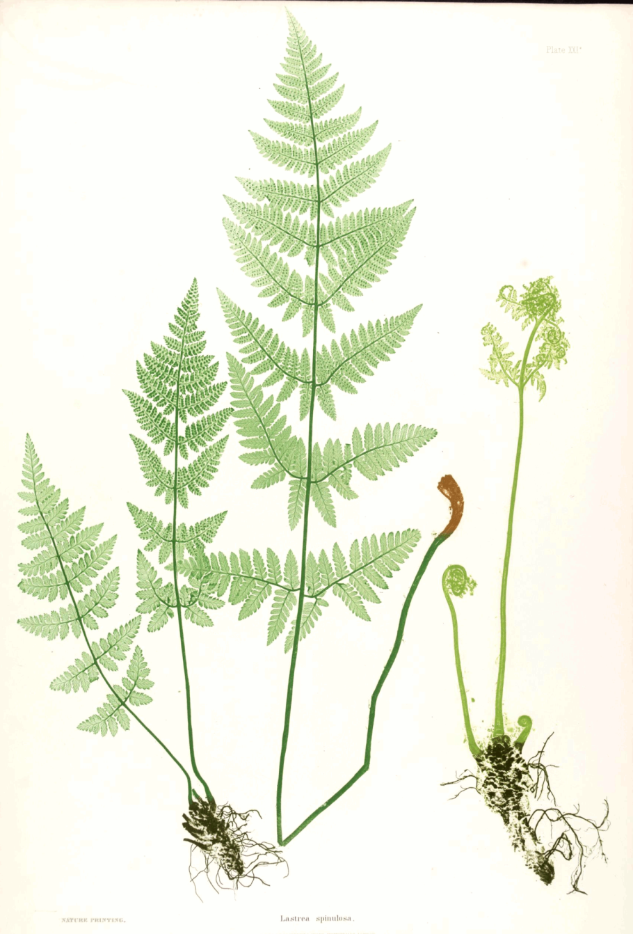 Корневище папоротника