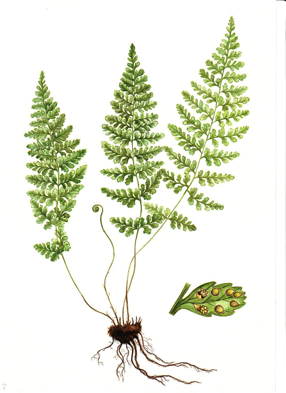 Спорангий щитовника мужского