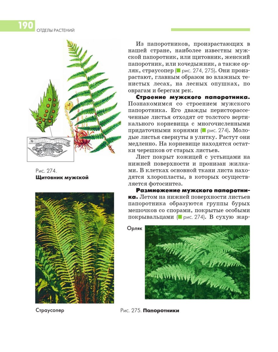 Уроки биологии хвощи плауны папоротники презентация