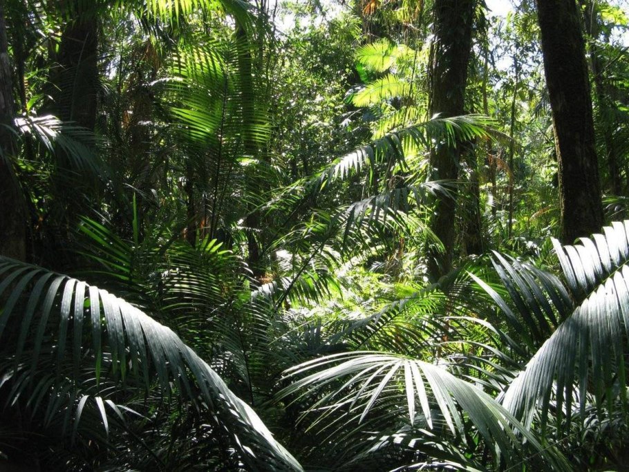 Тропические дождевые леса Африка