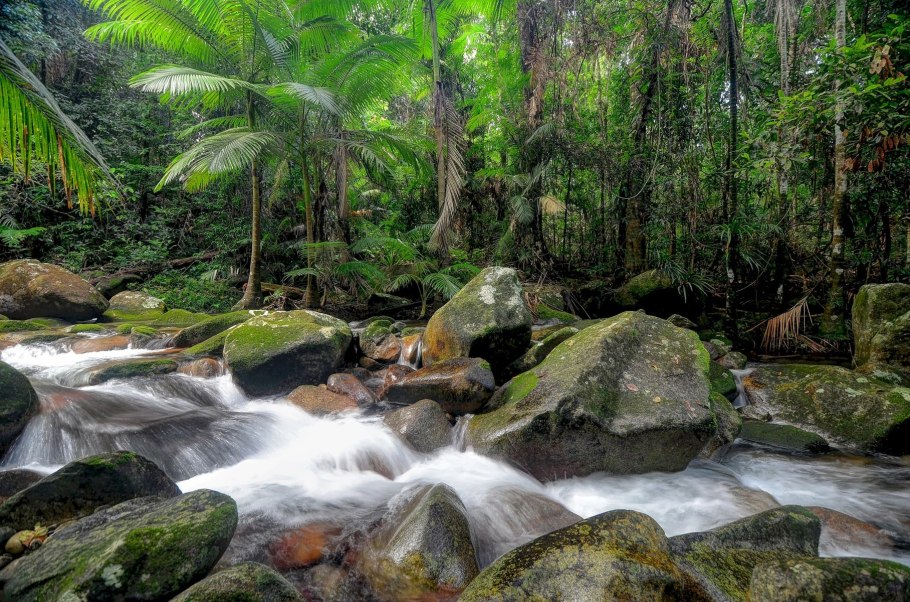 Тропический лес Дейнтри Австралия