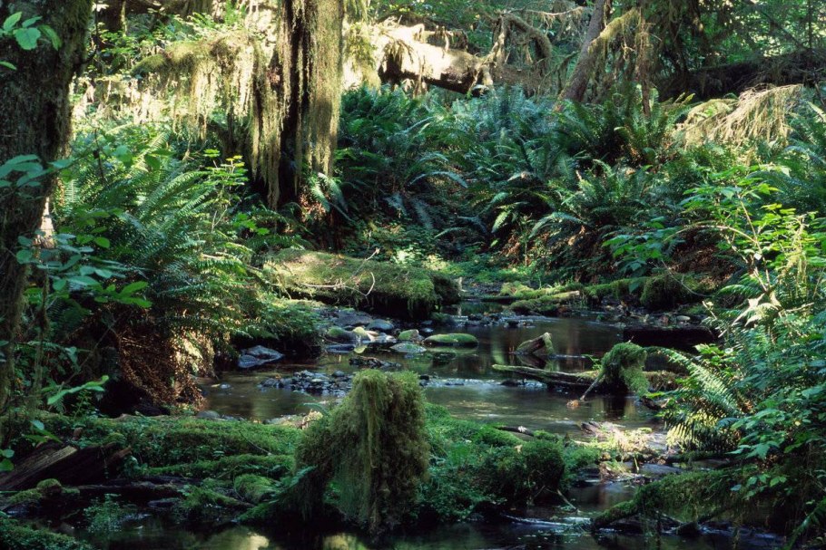 Тропикал Рейнфорест