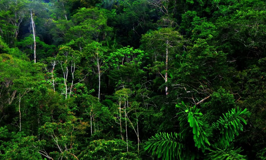 Чунцин тропические джунгли