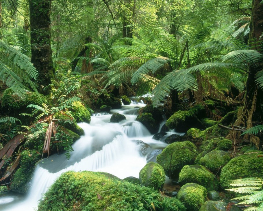 Тропикал Рейнфорест