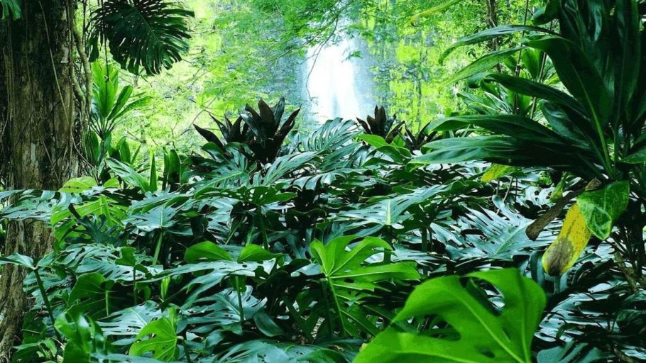 Тропический лес Фиджи