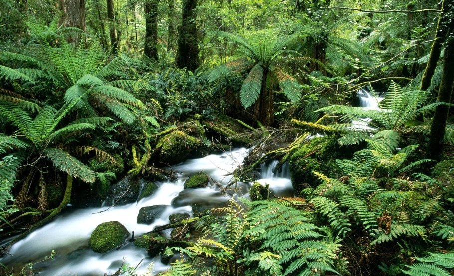 Муссонные леса Австралии