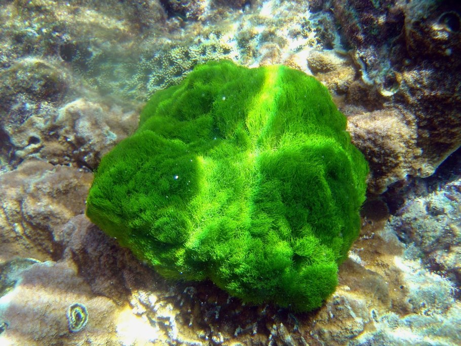 Зеленая водоросль хлорелла