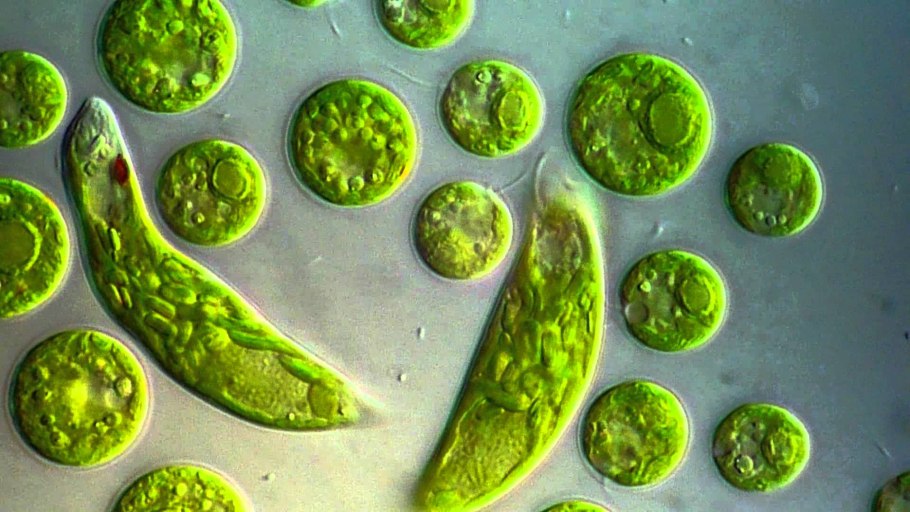 Chlamydomonas SP.