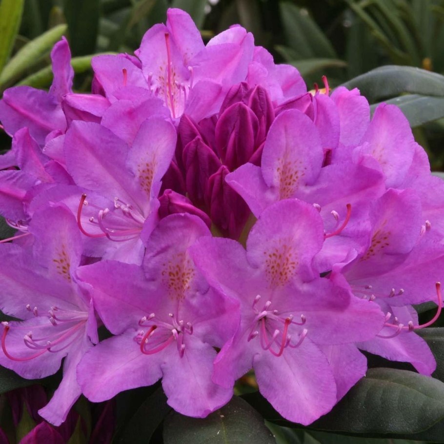 Rhododendron Cecile