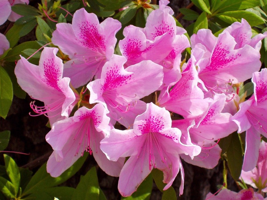 Rhododendron yakushimanum Edelweiss
