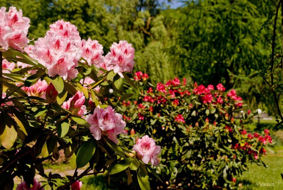 Rhododendron (род-н) Tunis c5