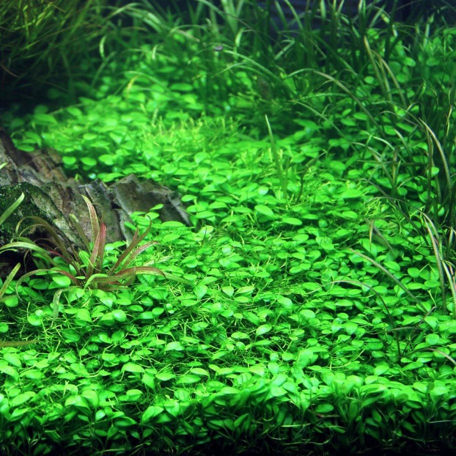 Глоссостигма аквариумное растение