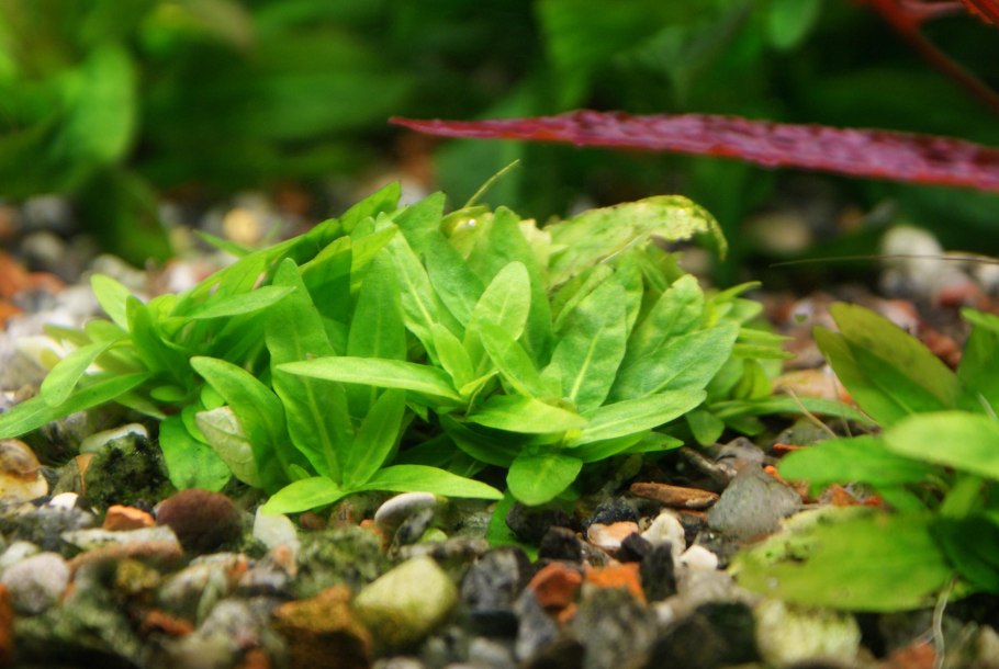 Эхинодорус нежный тенеллус