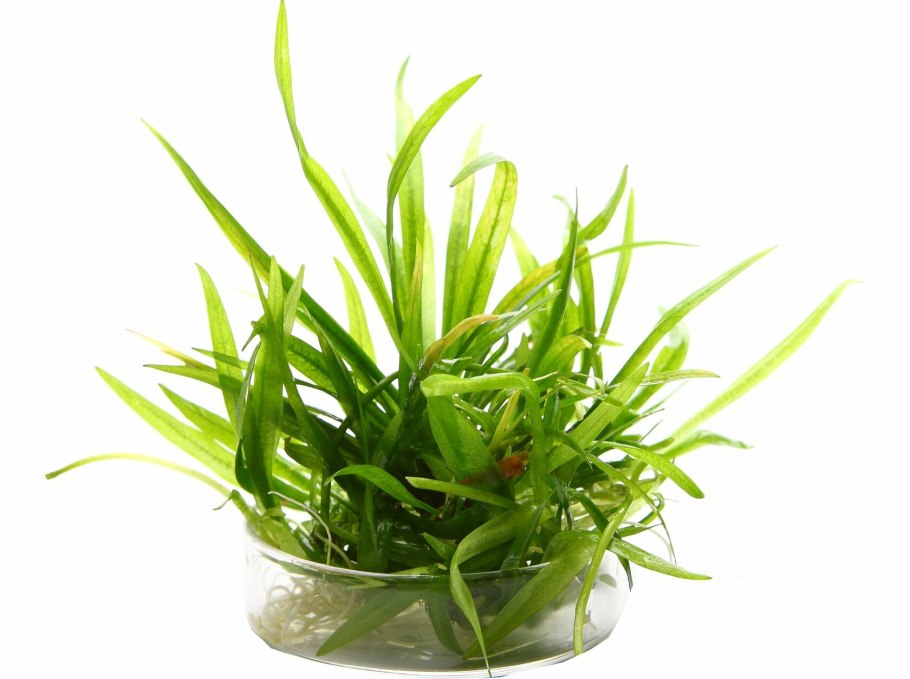 Лилеопсис бразильский