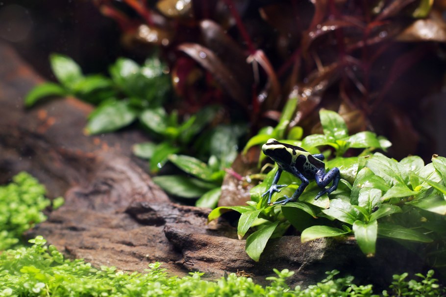 Сагиттария стрелолист