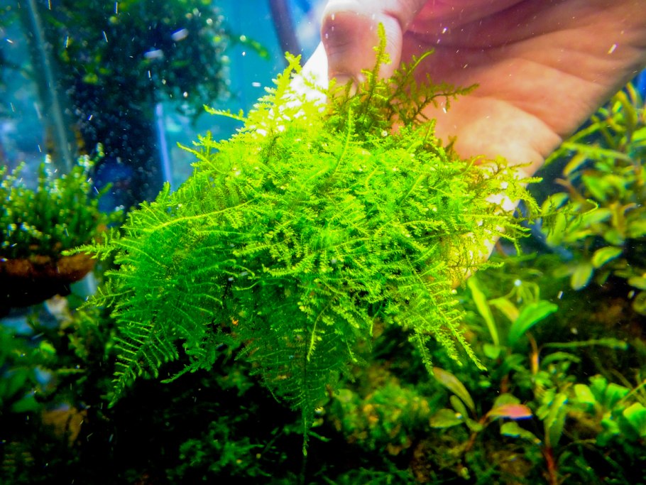 Аквариумный мох Триангл