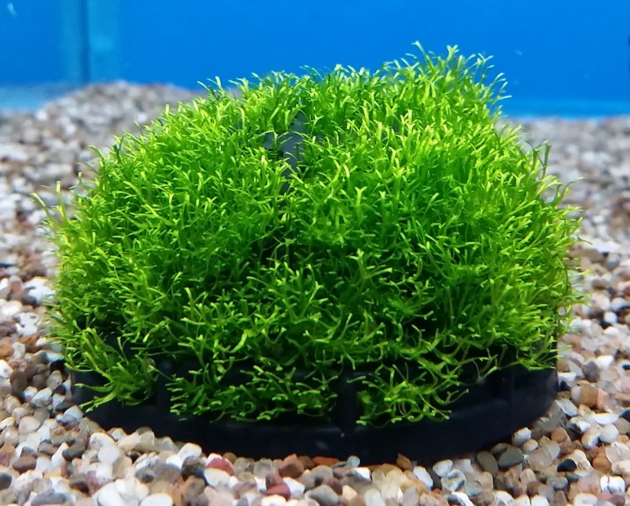 Риччия в горшке