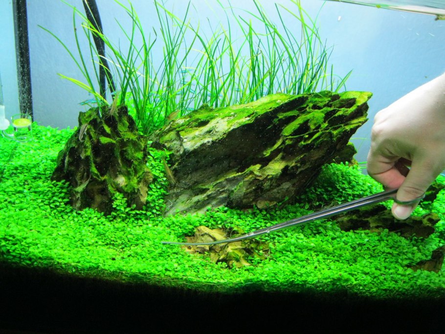 Перистолистник матогросский зеленый