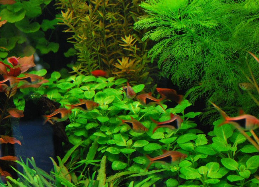 Глоссостигма повойничковая