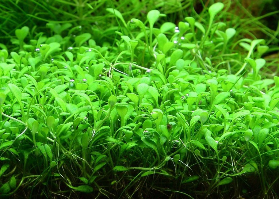 Сагиттария субулата