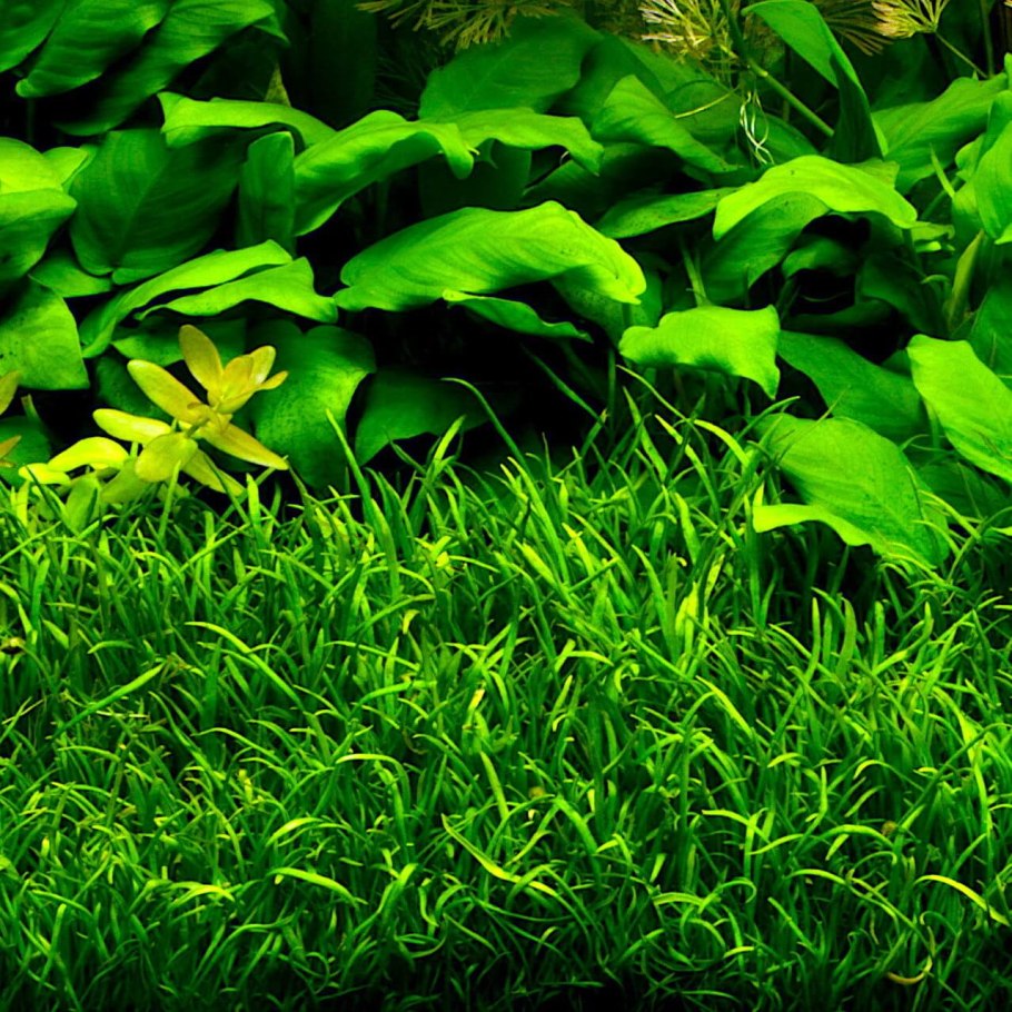 Лилеопсис новозеландский