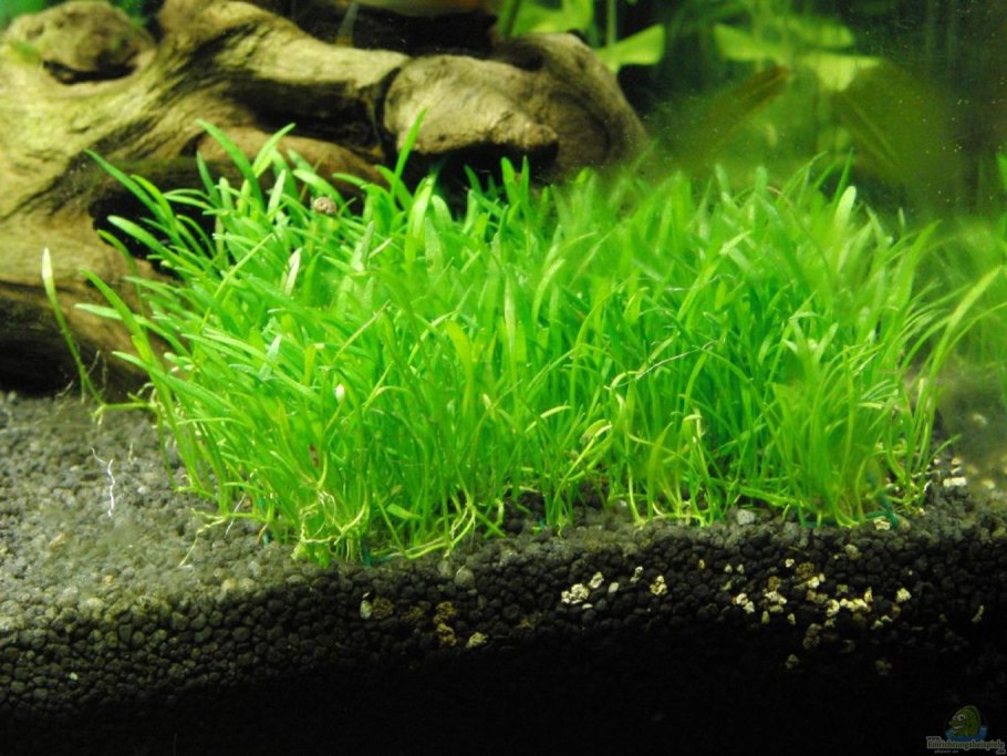 Лилеопсис маврикийский