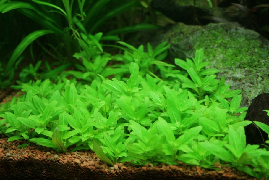 Растение Стаурогин Репенс