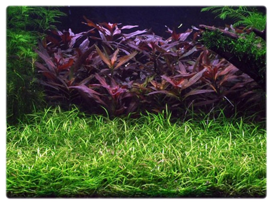 Лилеопсис маврикийский