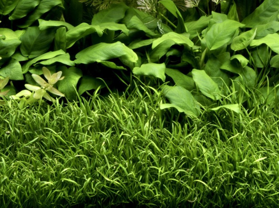 Эхинодорус квадрикостатус